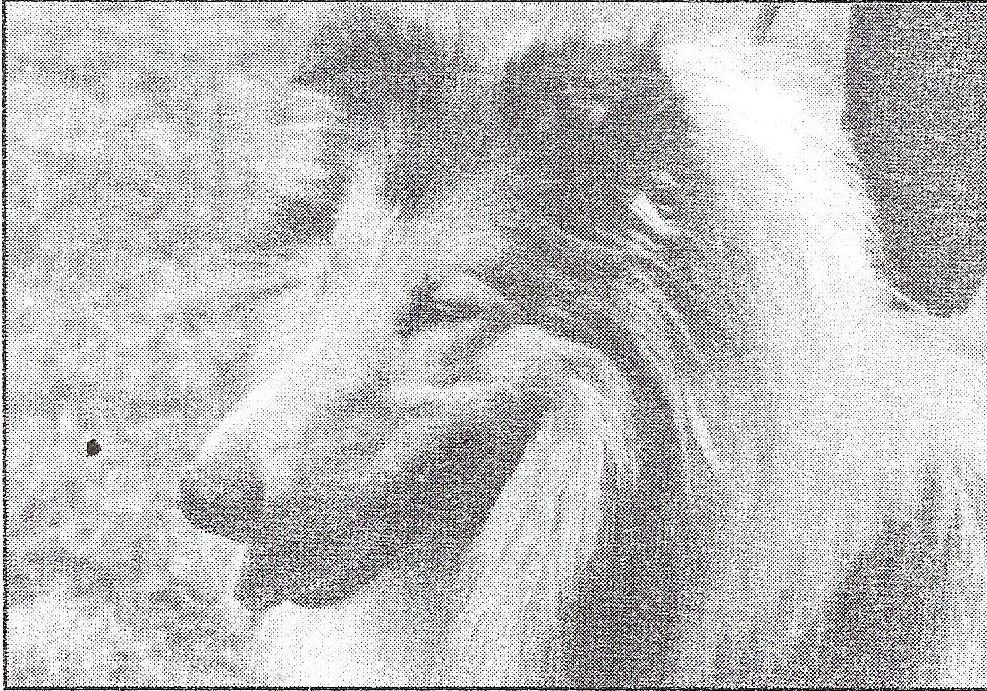 Janneva Sa Fille Jade